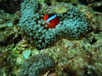 Diving in Fiji